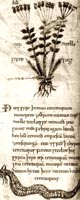 Feverfew - fr. BL Cotton MS Vitellius C.III-f32v (Herbarium of Apuleius Platonicus, early 11th-c., Canterbury-Christ Church)